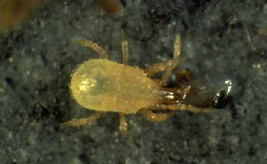 Sciarid Fly Larvae