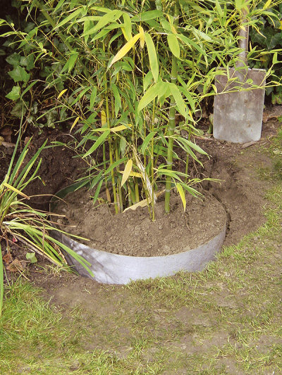 Bamboo Roots