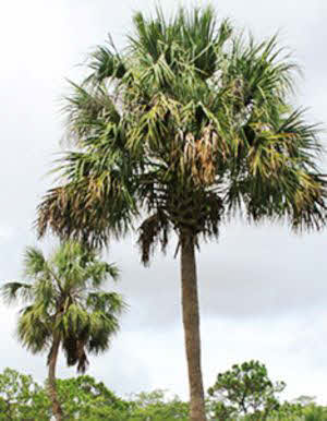 Palmetto palm deals