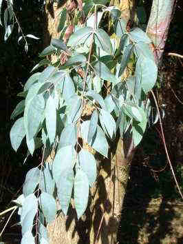 eucalyptusli