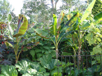 bananagroup
