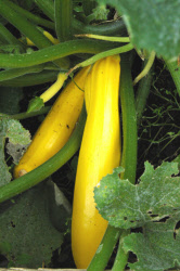 courgettesoleil
