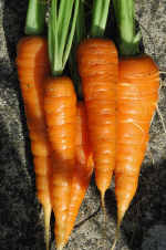 CarrotAF