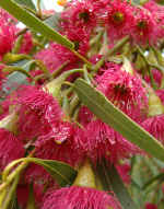 EucalyptusCaesia