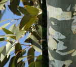 EucalyptusPauciflora