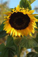 SunflowerGiant