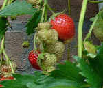 StrawberryTemptation