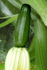 courgettemidnight