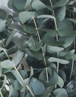 eucalyptusperinniana