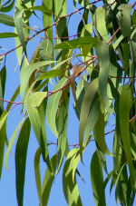 eucalyptuscitridora