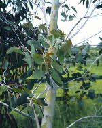 eucalyptusdebuzaville