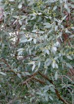 eucalyptusnitida