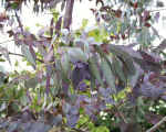 eucalyptusrubrum