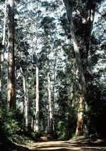 eucalyptusdalrympleana4