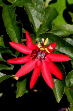 passifloracoccinea