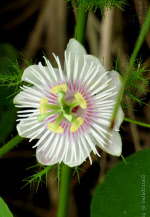 passiflorafoetida