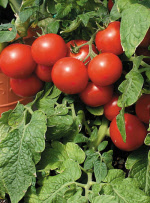 tomatototem