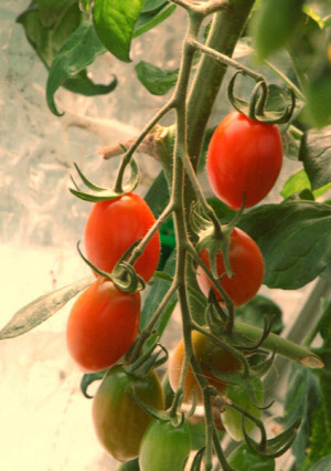 TomatoTrilly